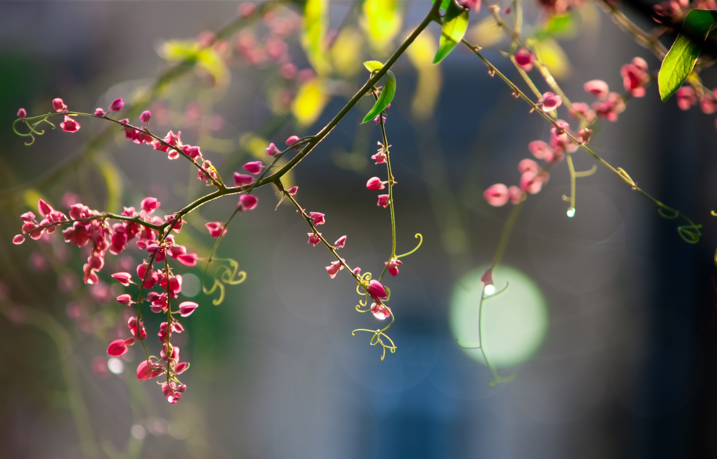 Twig Pink Flowers Wallpaper