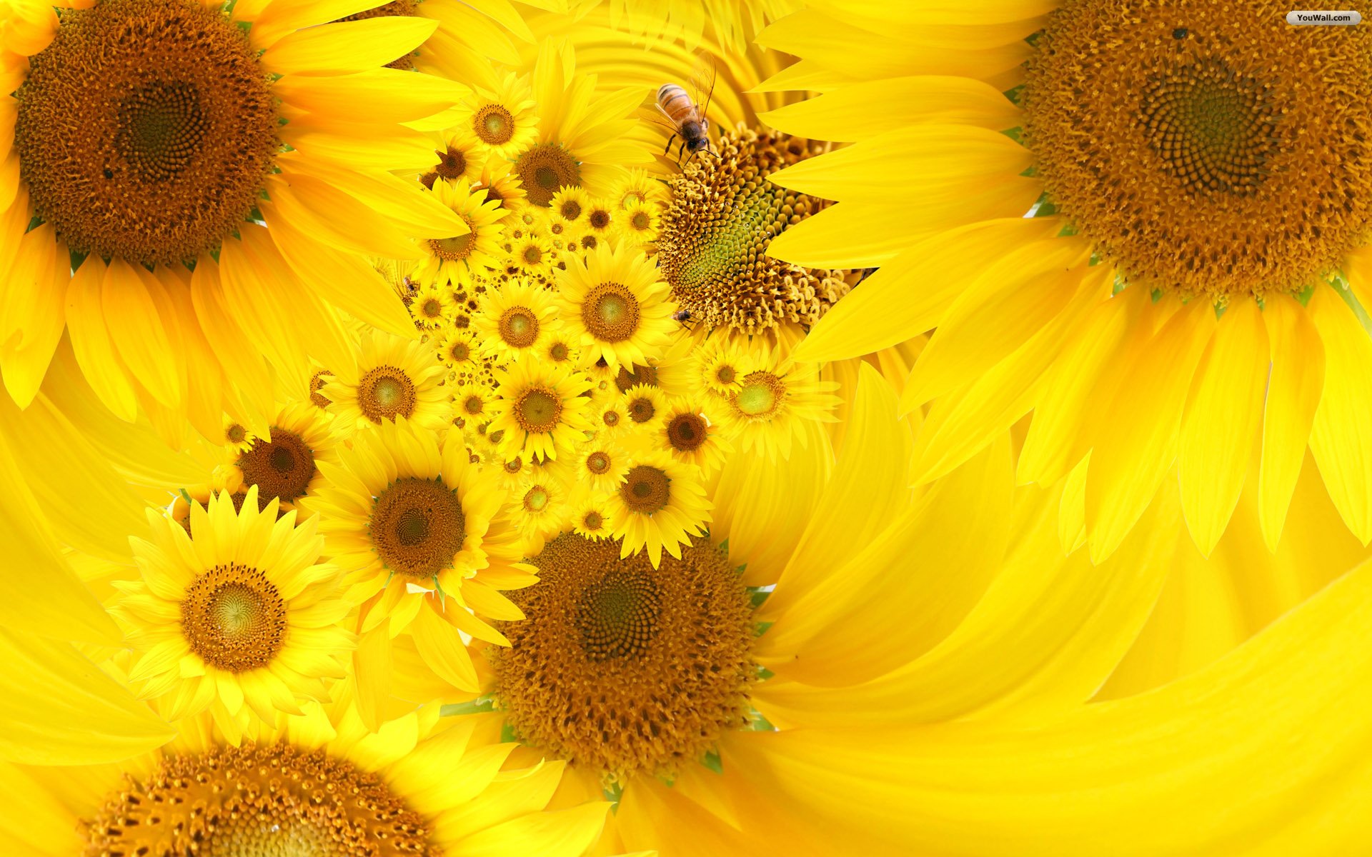 Free download Sunflower Art wallpaper wallpaper HD background desktop [1920x1200] for your Desktop, Mobile & Tablet. Explore Sunflower Background. Sunflower Wallpaper, Sunflower Wallpaper for Kitchen