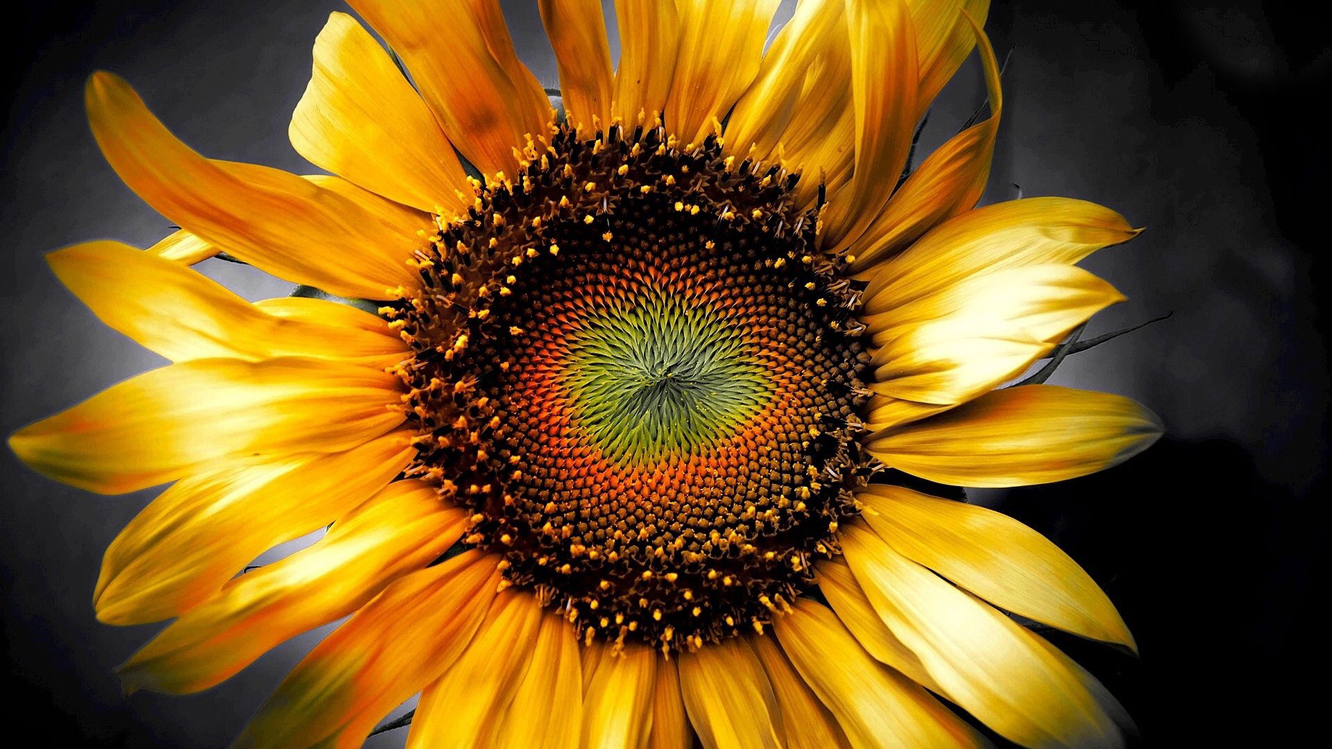Sunflower. Sunflower art, Sunflower wallpaper, Art wallpaper