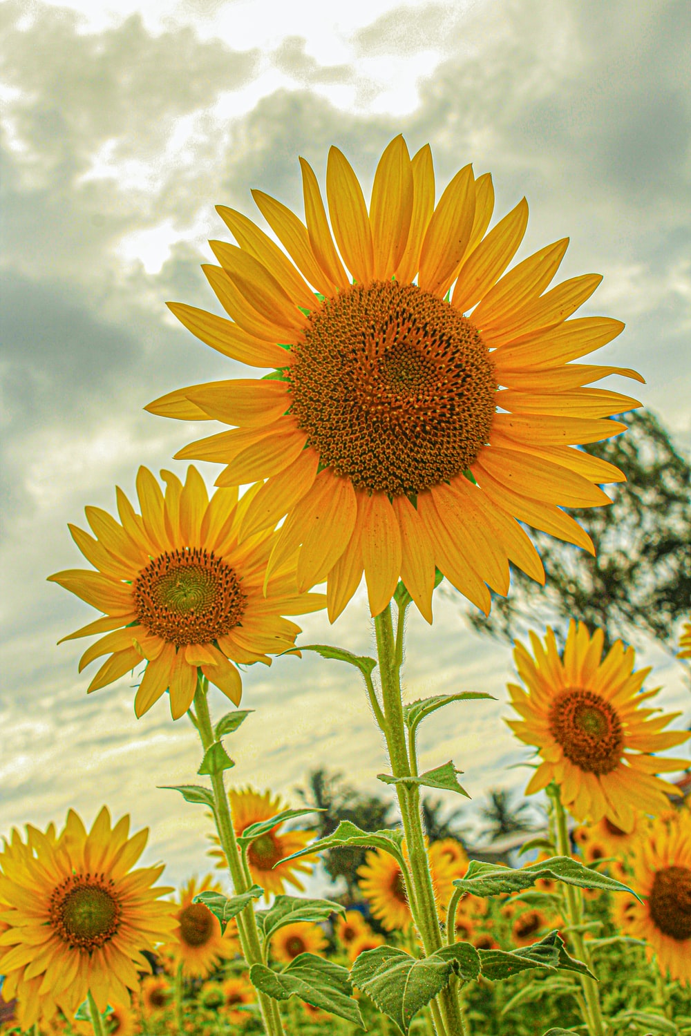 Sunflower Art Wallpapers - Wallpaper Cave