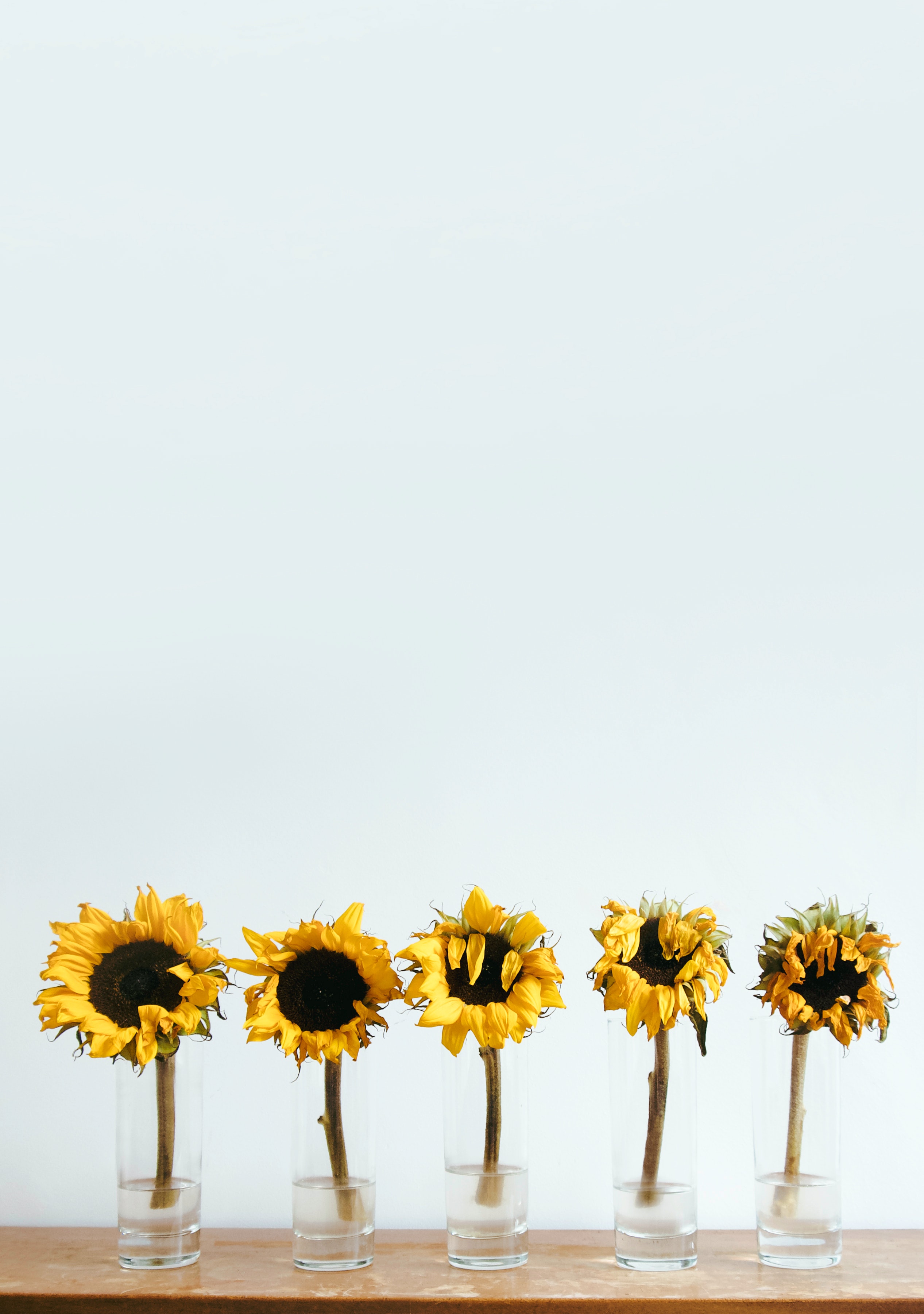 Yellow Sunflower Under White Sky · Free