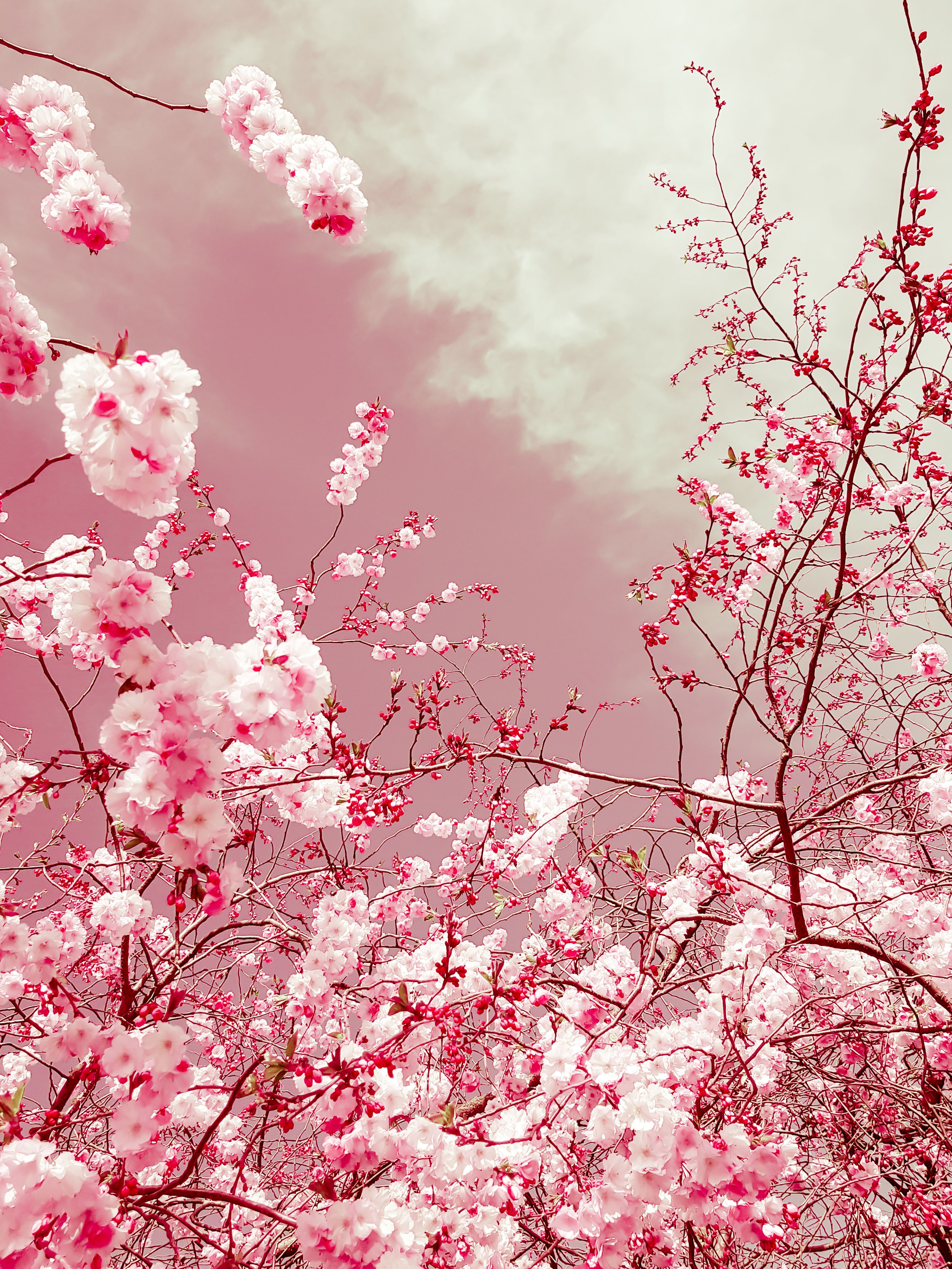 Medium, Limited Edition, Color, Photograph, C Type, The Colors Of Spring. Spring Wallpaper, Spring Aesthetic, Spring Picture
