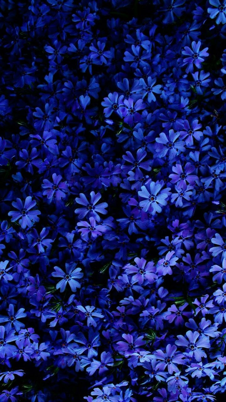 Wallpaper (Background). Best flower wallpaper, Blue flower wallpaper, Flower phone wallpaper