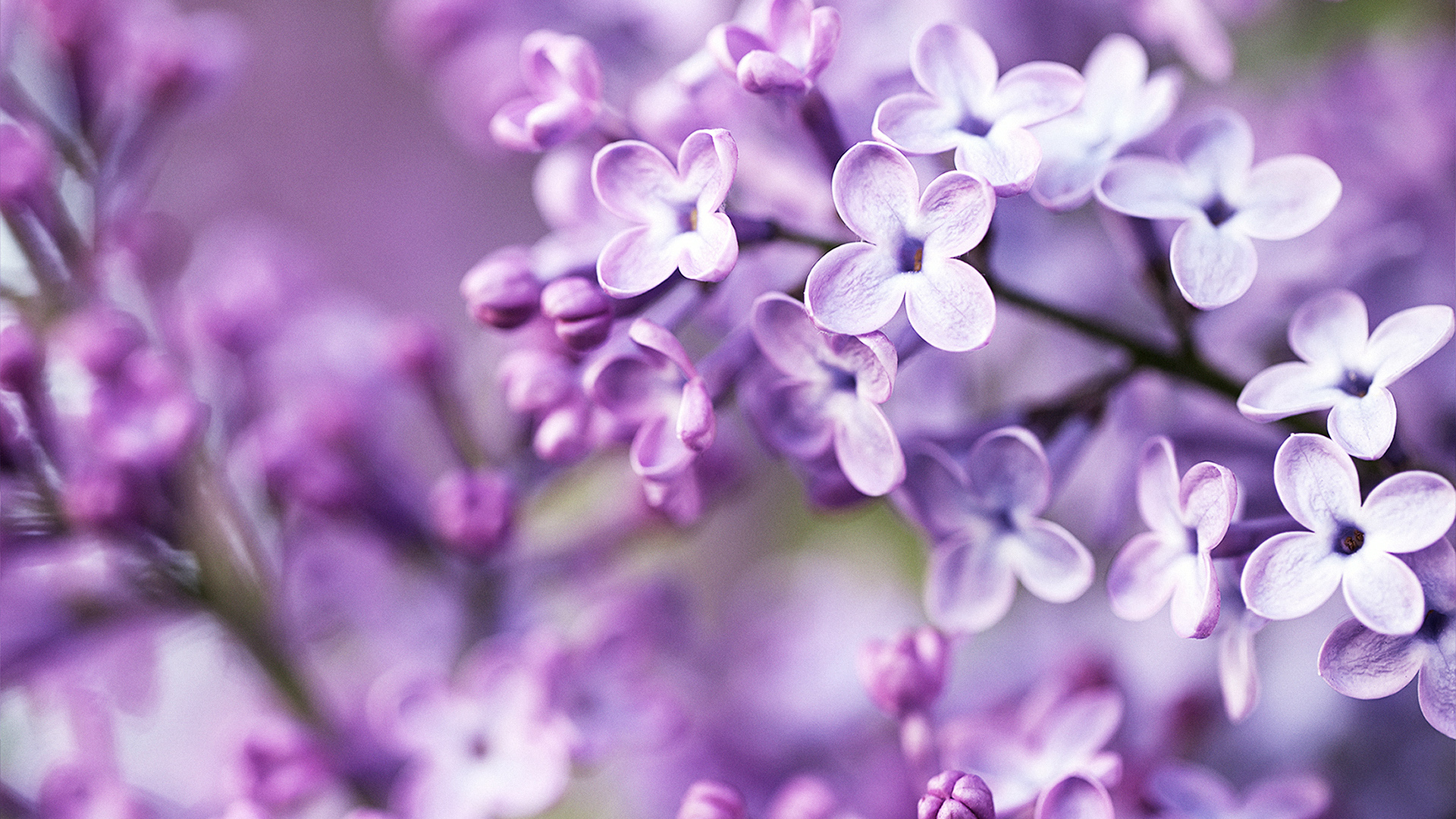 Free download Spring Purple Flowers Wallpaper HD Wallpaper [1920x1200] for your Desktop, Mobile & Tablet. Explore Wallpaper Spring. Beautiful Spring Wallpaper, Spring Wallpaper, Wallpaper Spring Nature Scenes