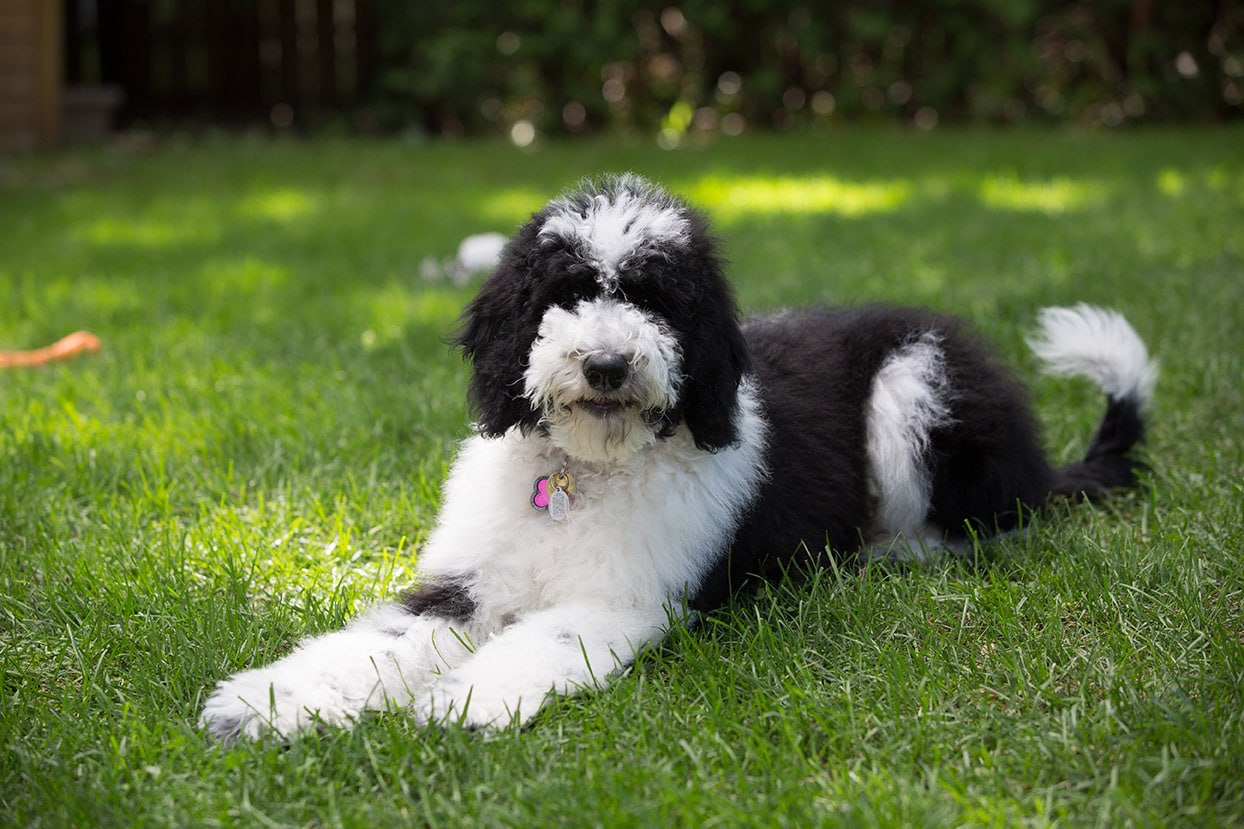 Sheepadoodle (Old English Sheepdog & Poodle Mix): Info, Picture, Care & More!