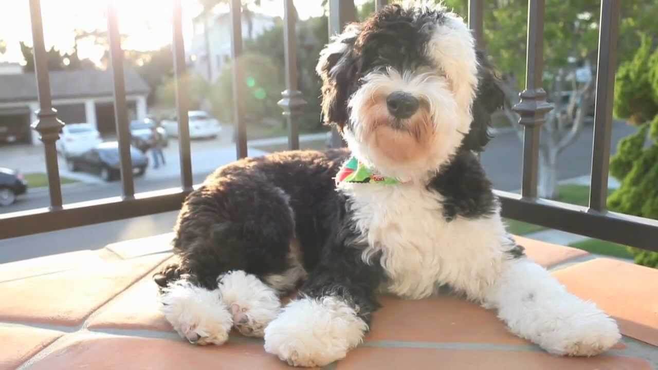 Sheepadoodle, appearance and picture