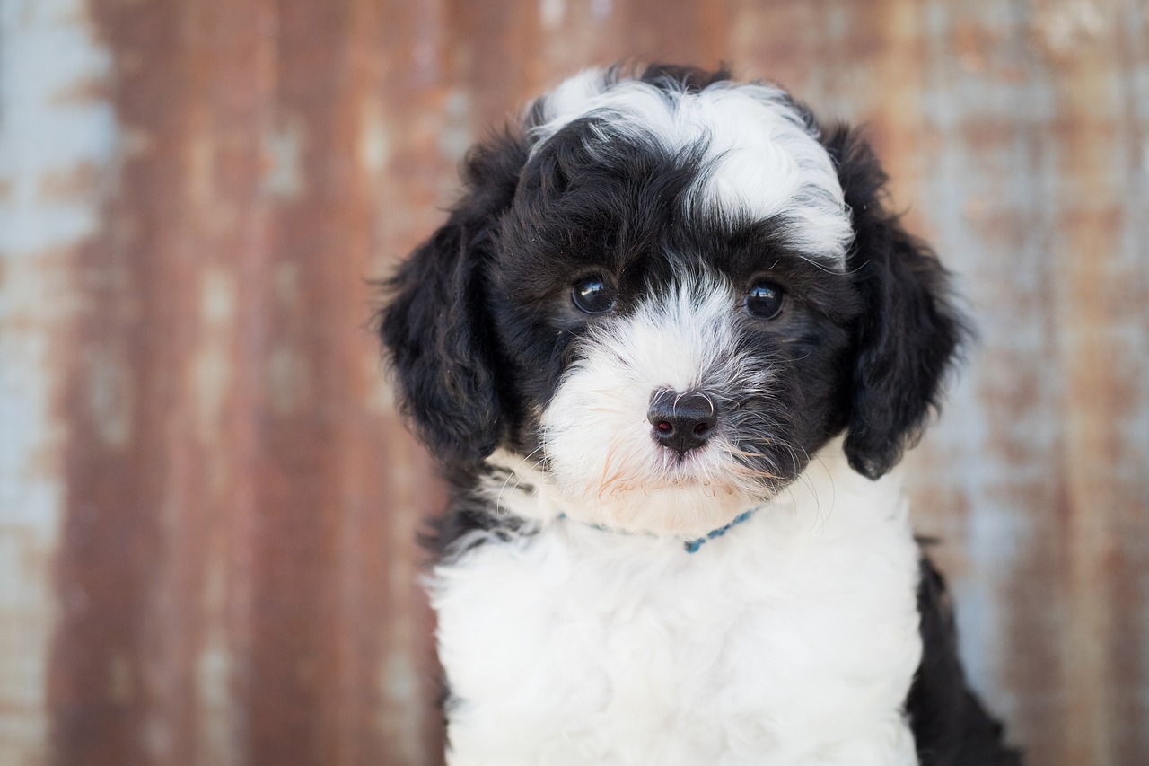 Sheepadoodle Dog Puppy