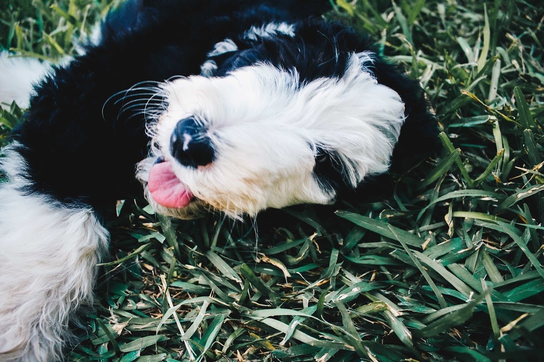 Sheepadoodle Puppies in Texas