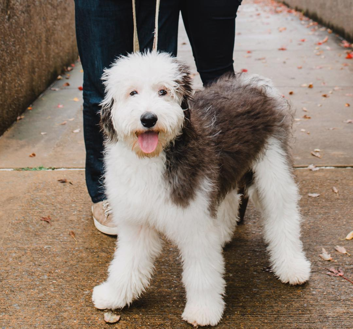 List 99+ Pictures Pictures Of Full Grown Sheepadoodle Updated