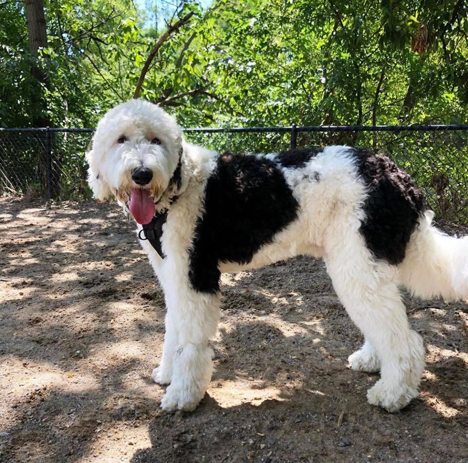 Sheepdoodle Breed Information BY THE LAKE STANDARD POODLES & DOODLES