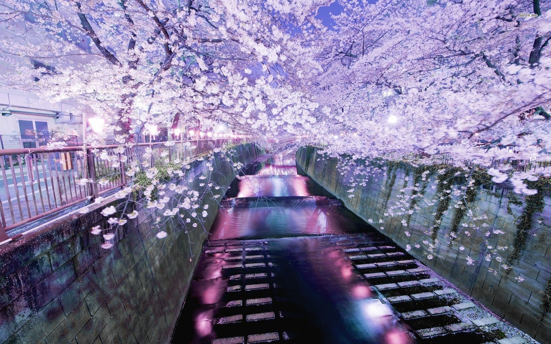 Winter Cherry Blossom Background