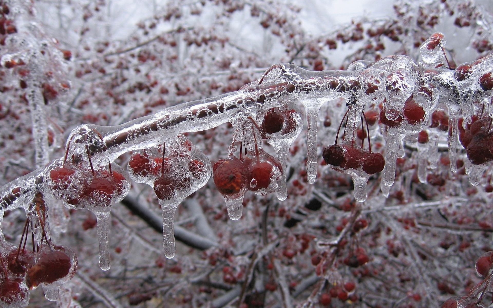 cherry, Fruit, Nature, Winter, Ice, Freezing, Cold, Orchard, Trees Wallpaper HD / Desktop and Mobile Background