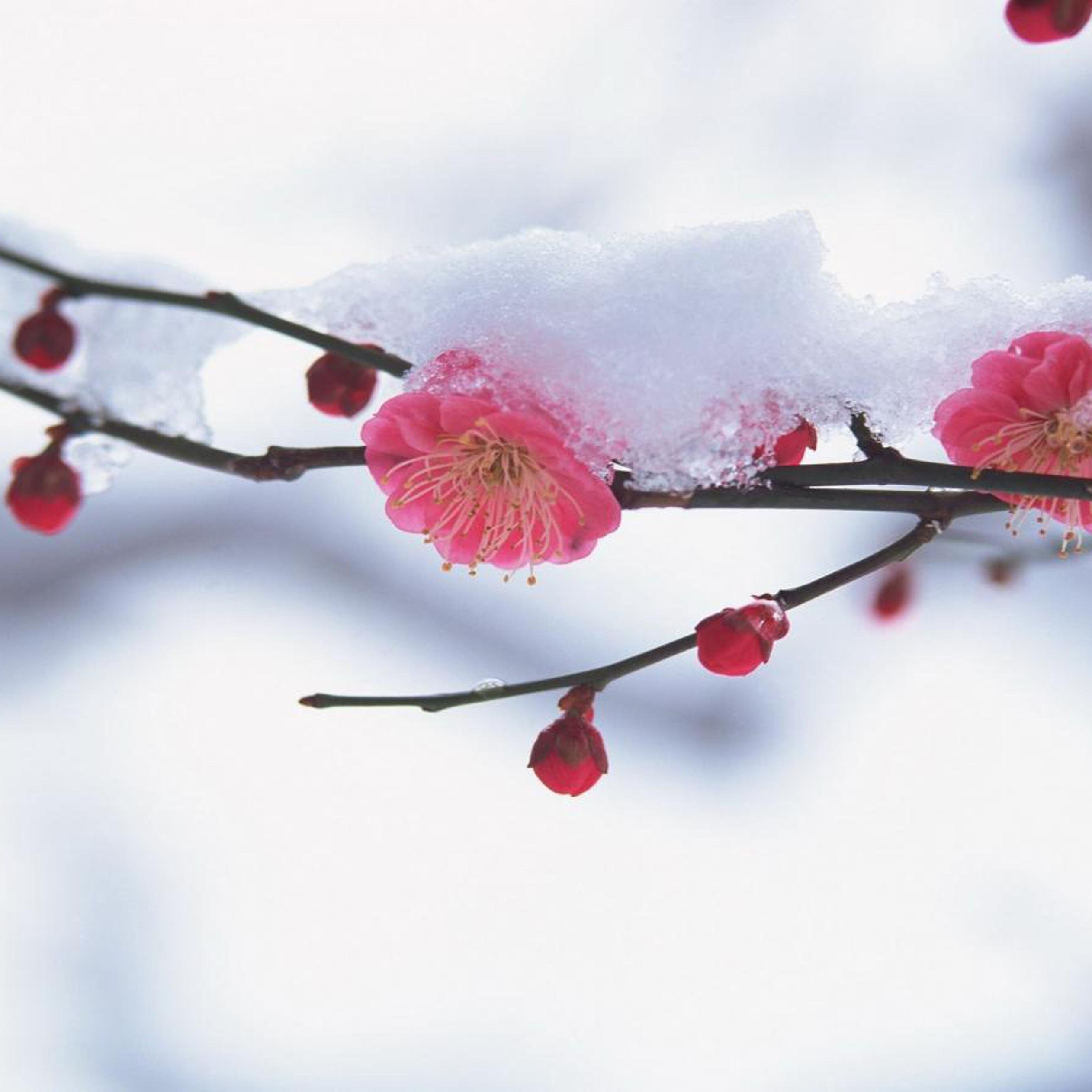 Cherry tree blossom in the middle of winter