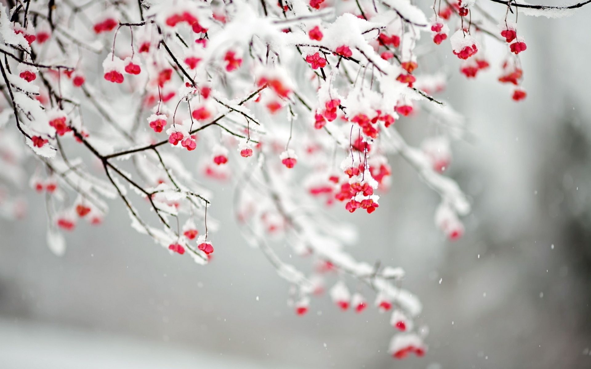 Snow Blossoms Wallpaper Free Snow Blossoms Background