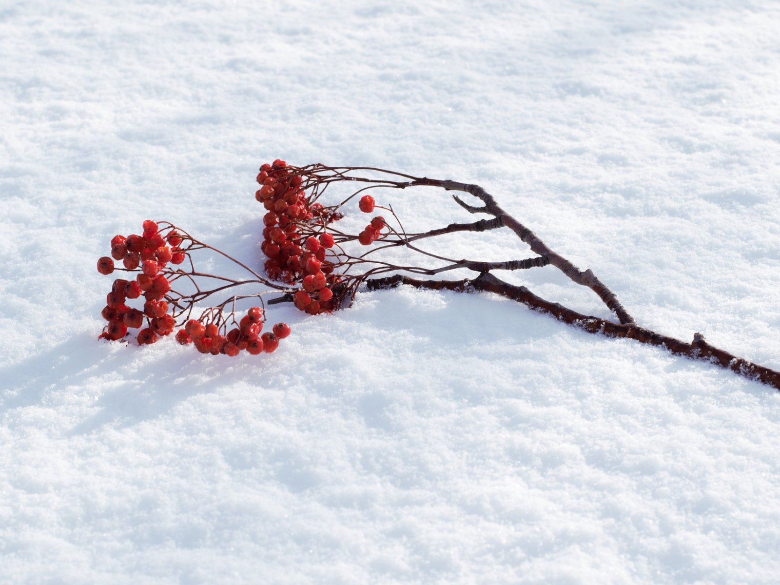 Desktop Wallpaper Cherry, Winter, Fruits, Tree Branch, HD Image, Picture, Background, Pd2mdc
