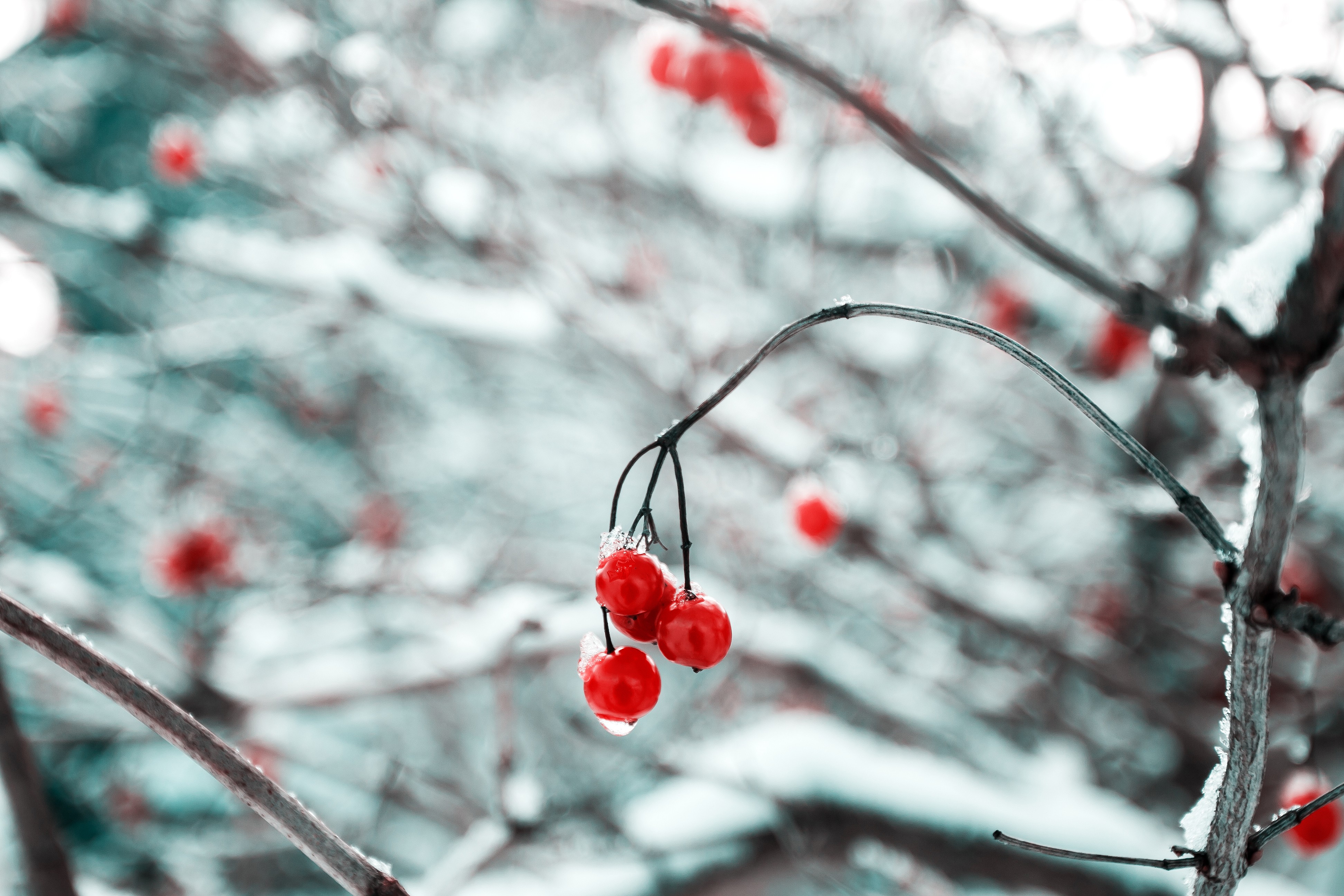 Cherries, Branch, Snow, Ice, Nature Solstice Craft For Kids Wallpaper & Background Download
