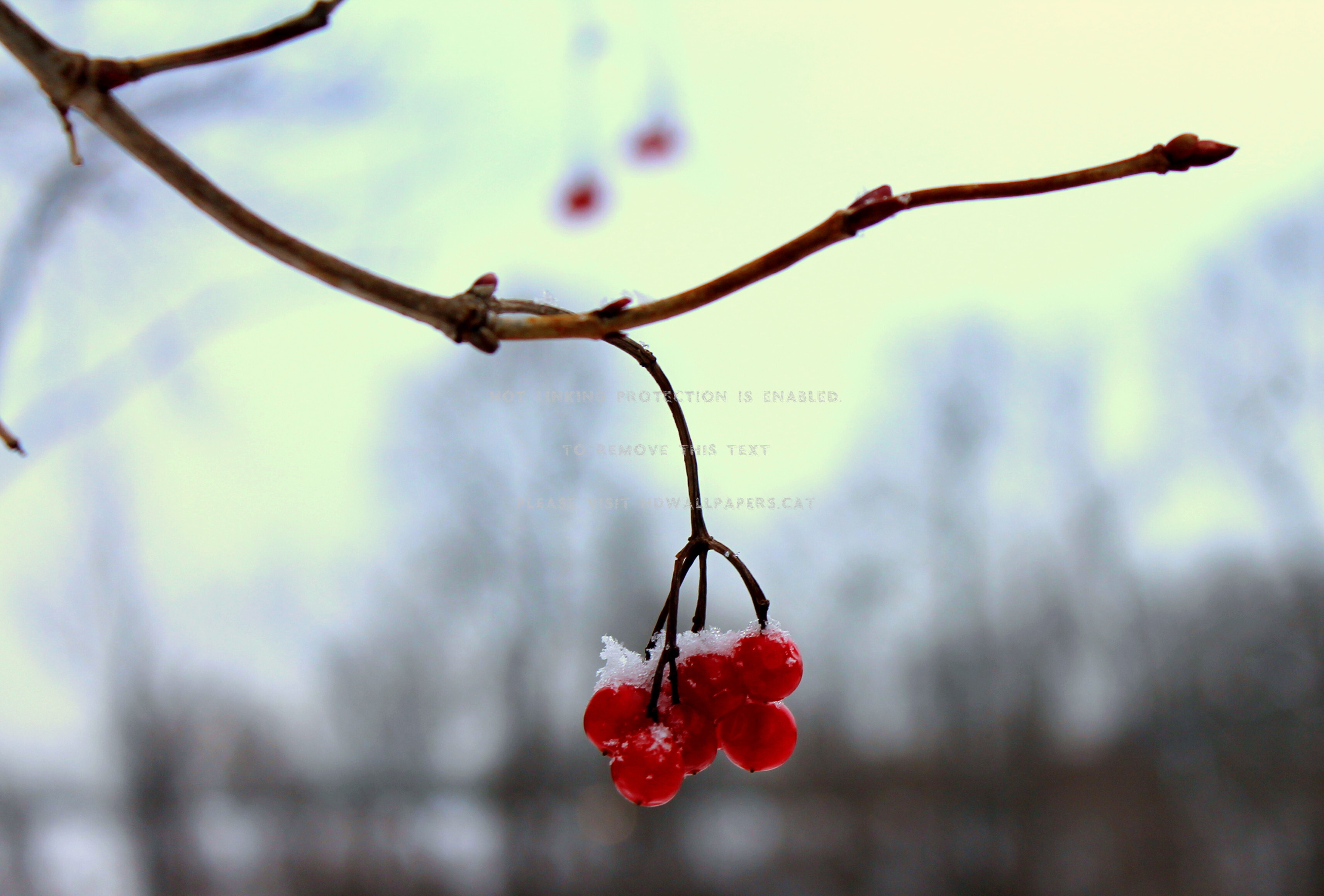 snow cherries red and white winter cherry