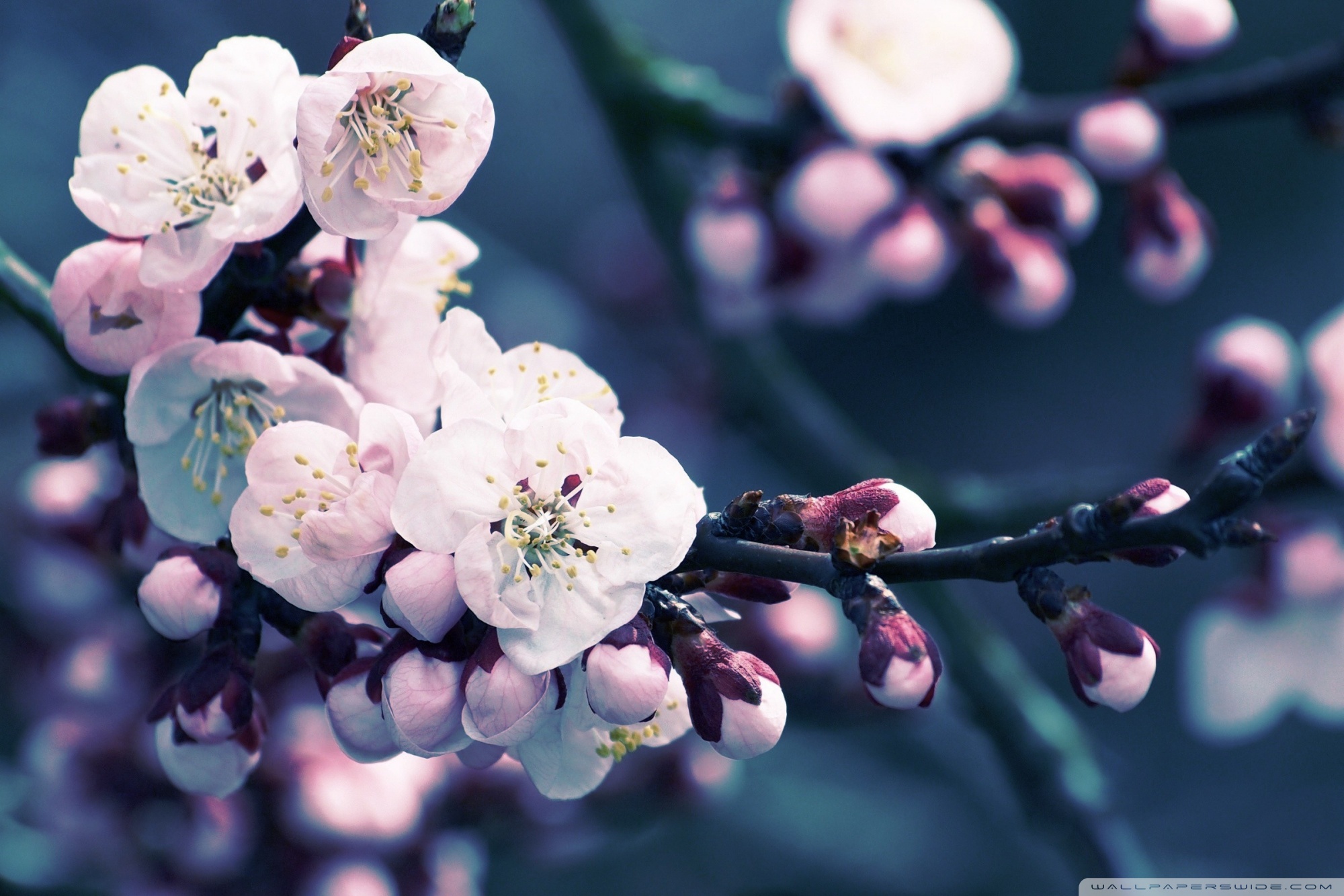 Close up Of Cherry Blossom Ultra HD Desktop Background Wallpaper for 4K UHD TV, Multi Display, Dual Monitor, Tablet