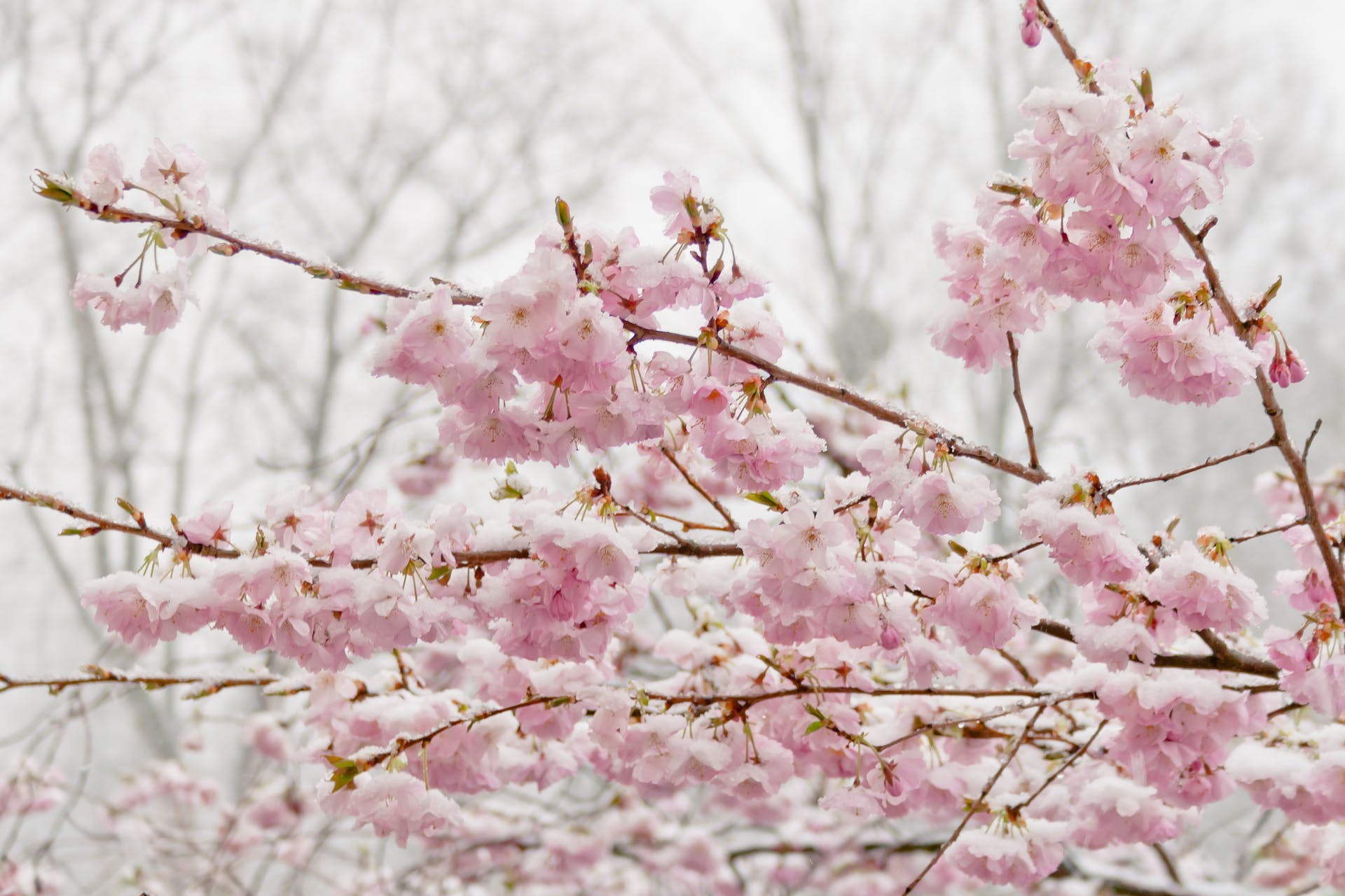Flowering Cherry Blossom Cherry Blossoms Cold Cherry Snow Winter White