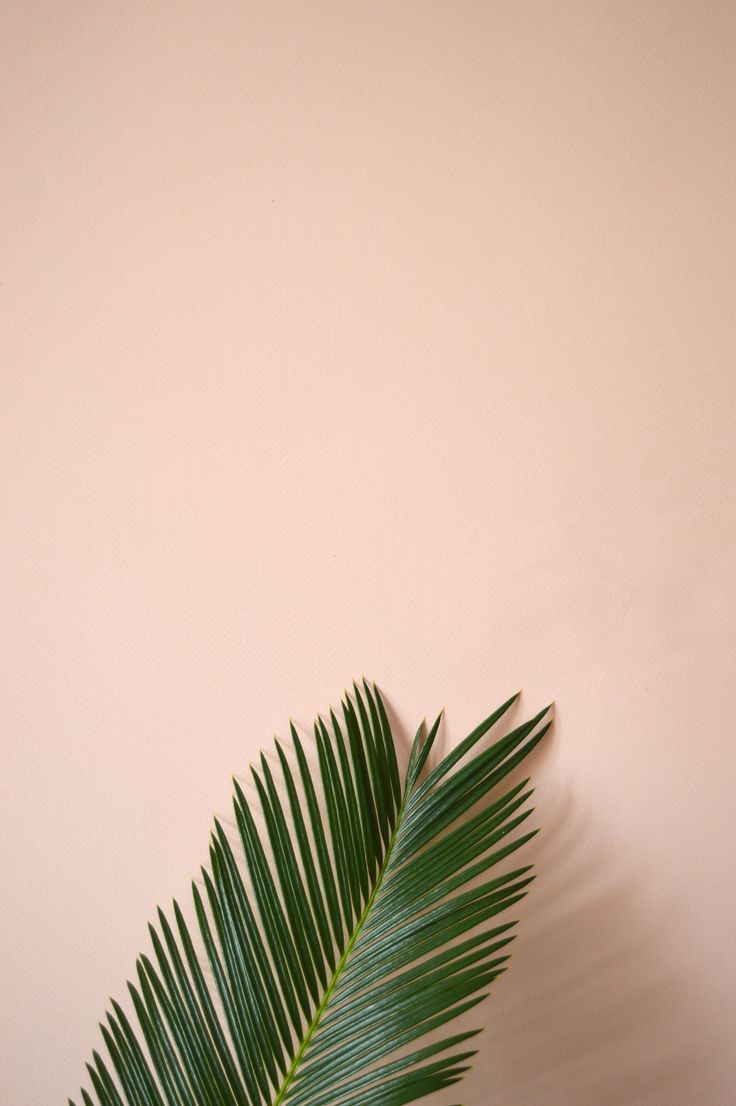 urban jungle bloggers. plant pop! Trickett. Wallpaper iphone boho, Plant wallpaper, Plants