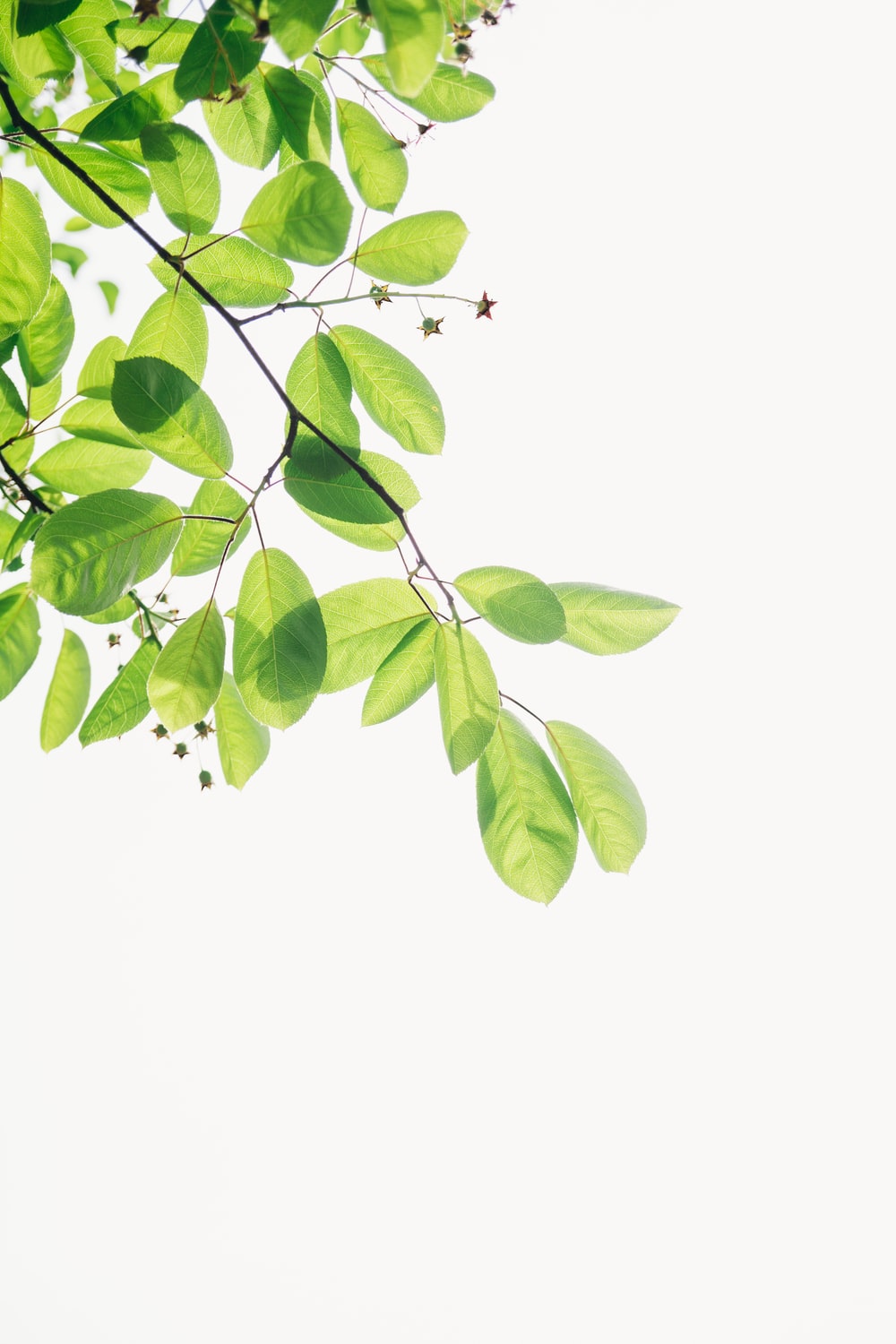 Green Plant Picture [HD]. Download Free Image