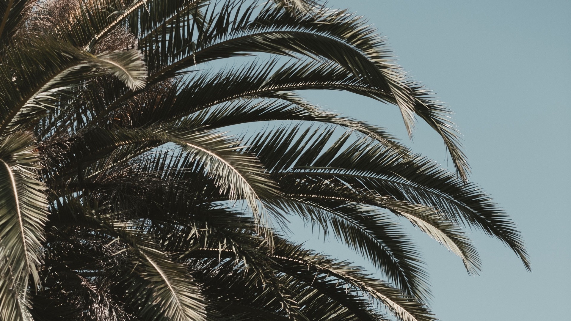 Palm, leaves, branches, sky, tropics, vegetation, tree. picture, photo, desktop wallpaper