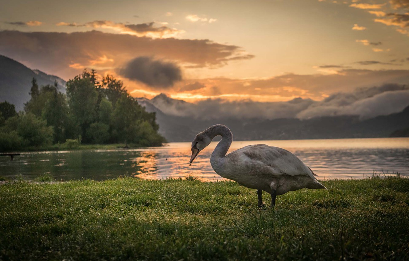 Wallpaper grass, swan, twilight, sunset, mountains, clouds, lake, dusk, lakeshore image for desktop, section животные