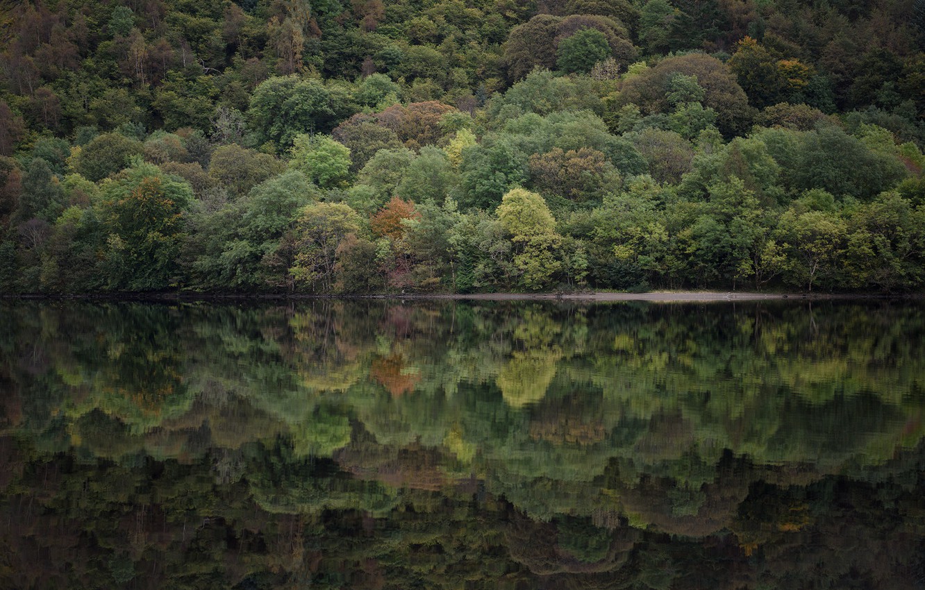Wallpaper trees, lake, reflection, mirror, riverside, lakeshore, riverscape image for desktop, section природа