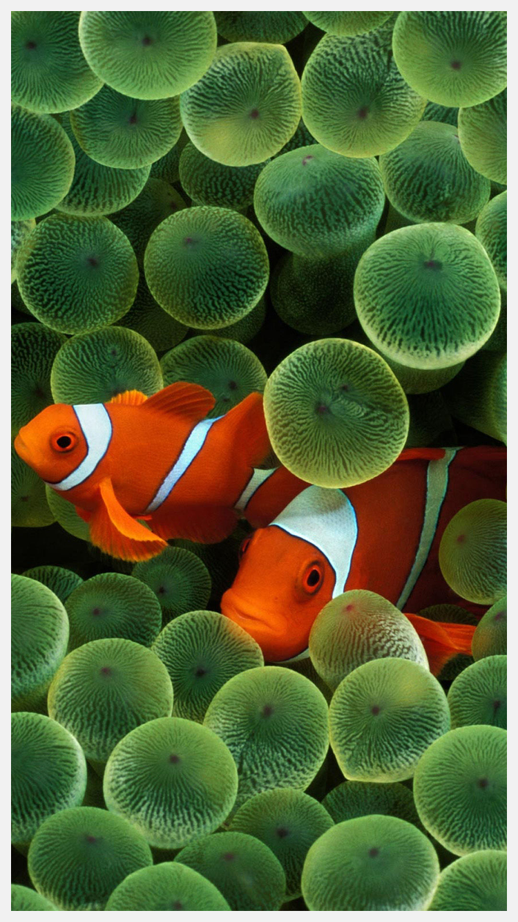 iPhone Clownfish Wallpaper 4k. mywallpaper site. Clown fish, Fish wallpaper iphone, Fish wallpaper