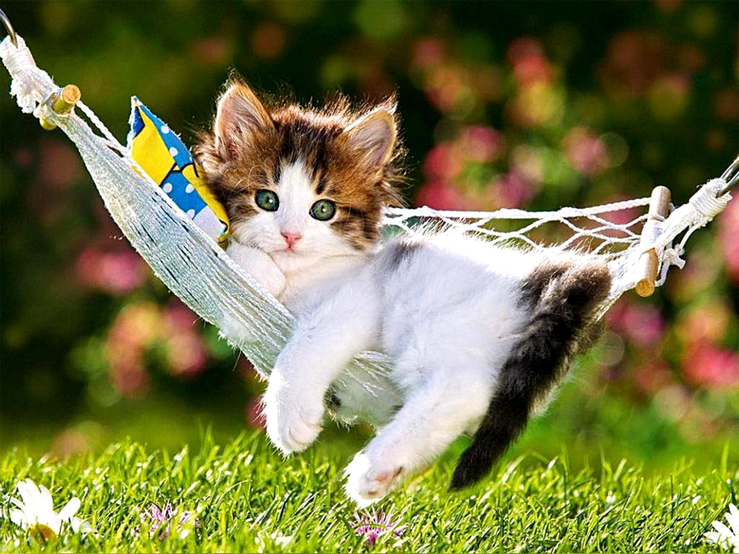 Cute Kitty Wallpaper
