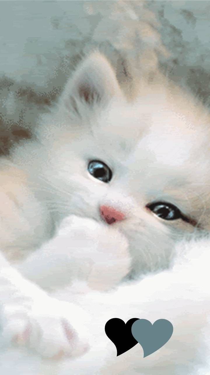 Download Cute kitty Wallpaper by Roselie14 now. Browse millions of popular kittens Wallpape. Cute cats, Kitten wallpaper, Cute animal photo