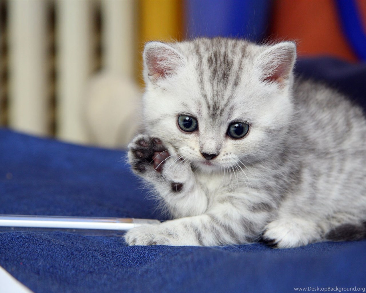 Cute Kitty Wallpaper Cats Wallpaper Zone Desktop Background