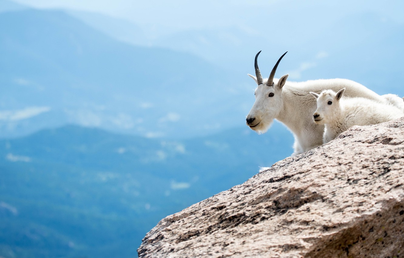 White Goat Wallpapers - Wallpaper Cave