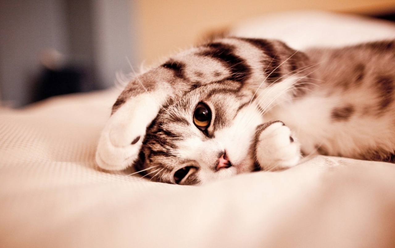 Cute Kitty wallpaper. Cute Kitty