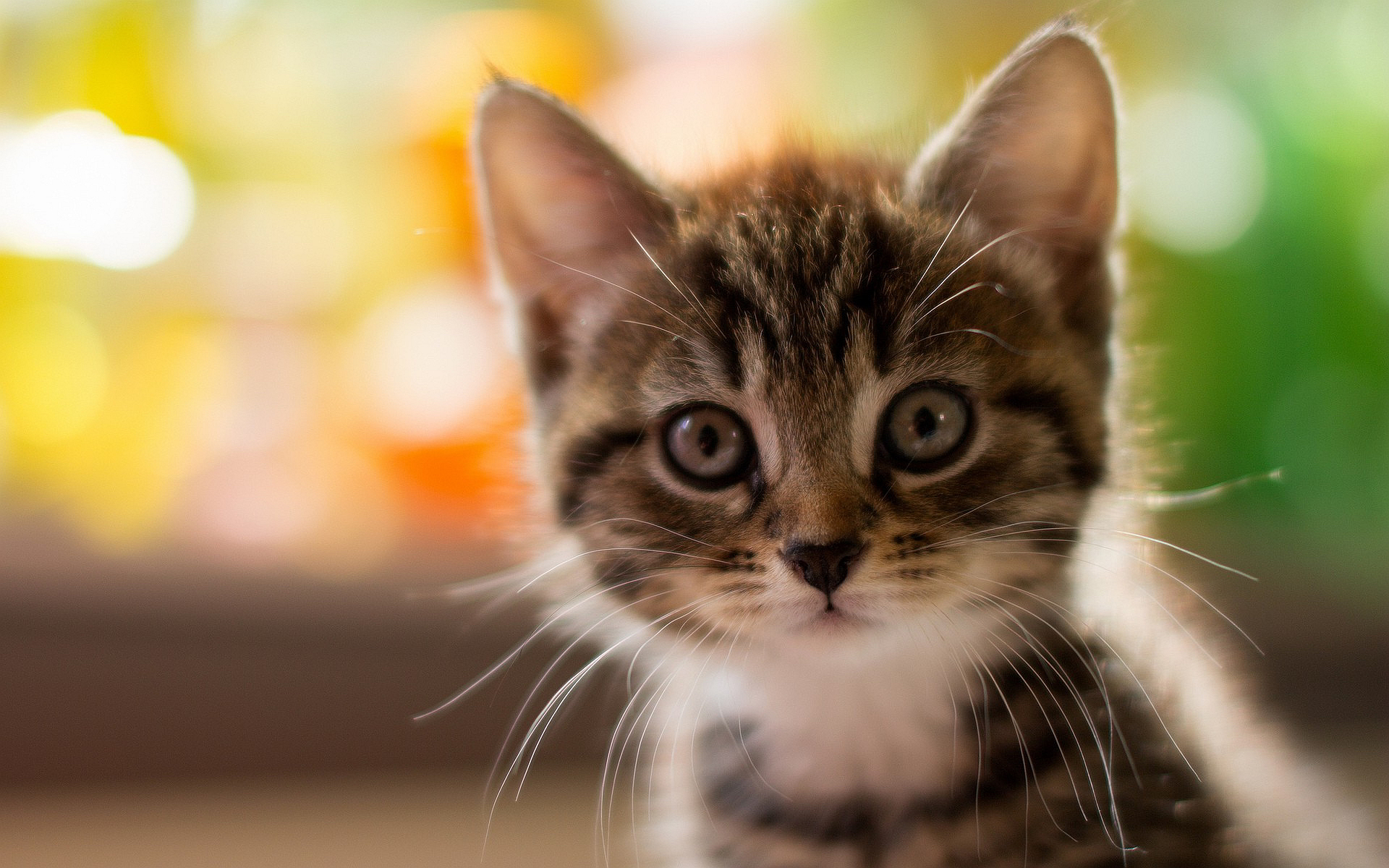 Cute Kitty, HD Animals, 4k Wallpaper, Image, Background, Photo and Picture