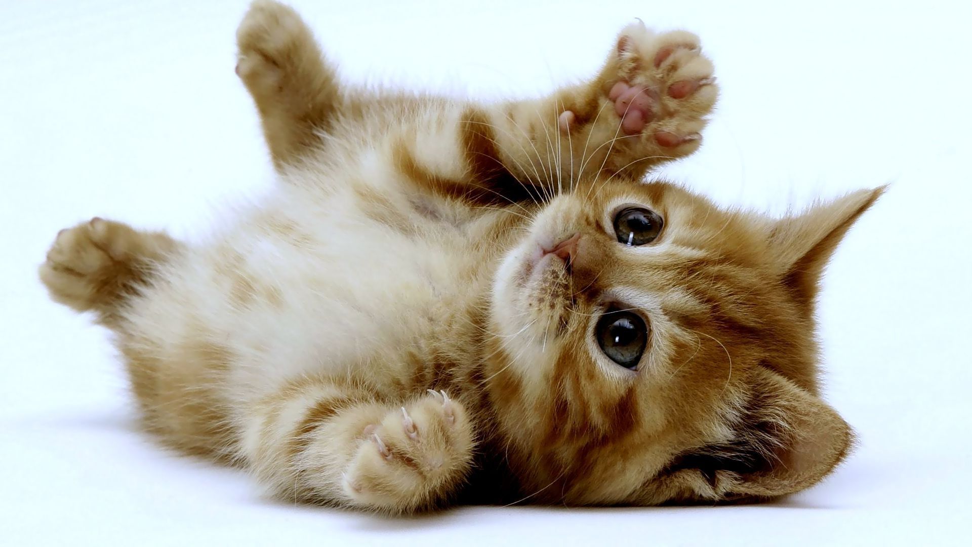 Cute kitty wallpaperx1080