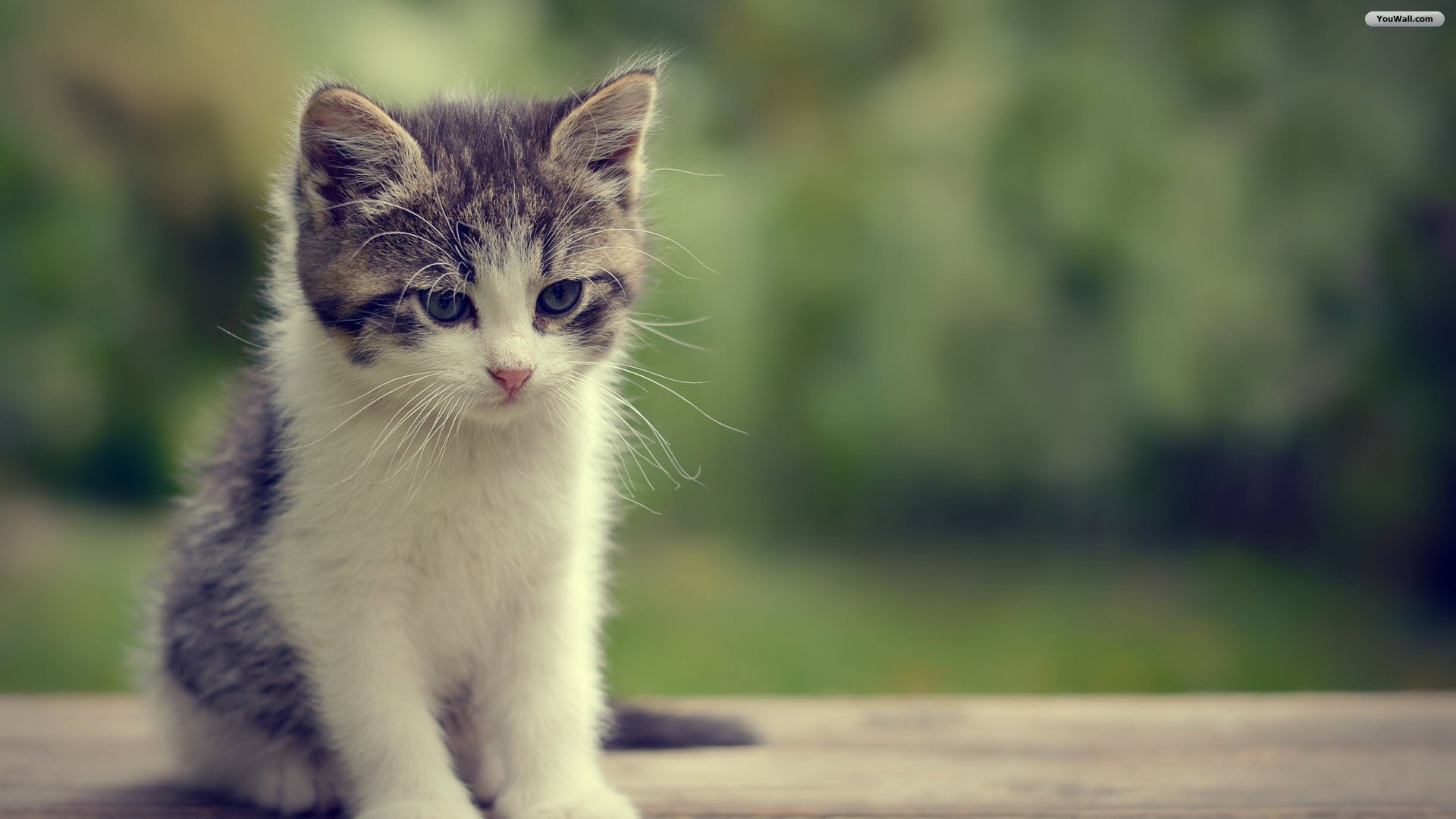 Beautiful Kitty Wallpaper Cats