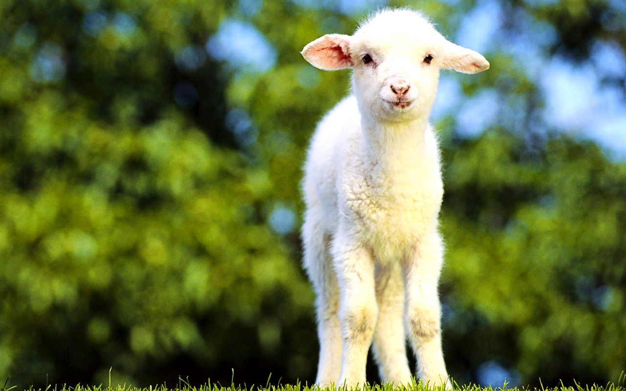 Cute White Baby Goats HD Wallpaper