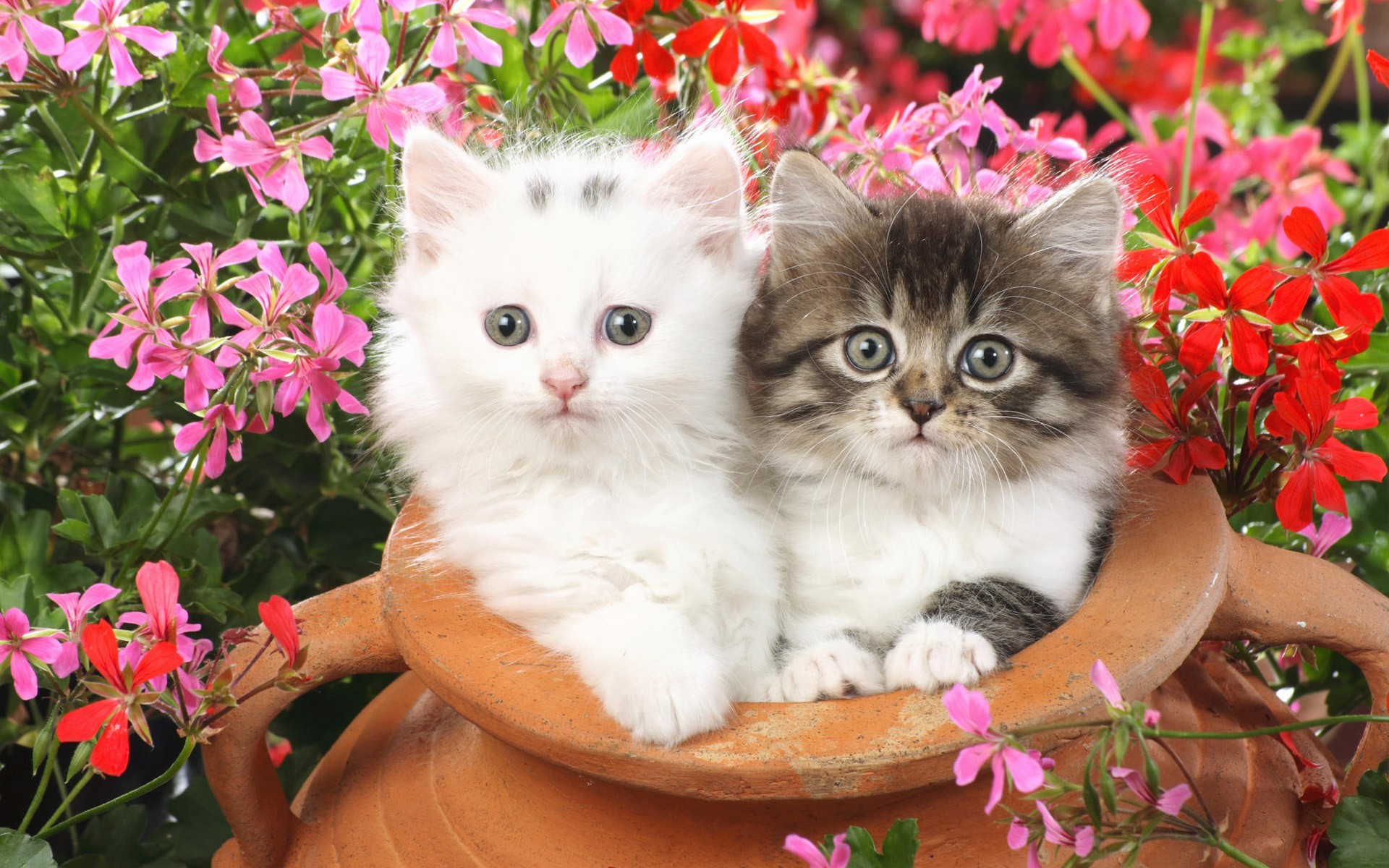 Cute Baby Cats Wallpaper