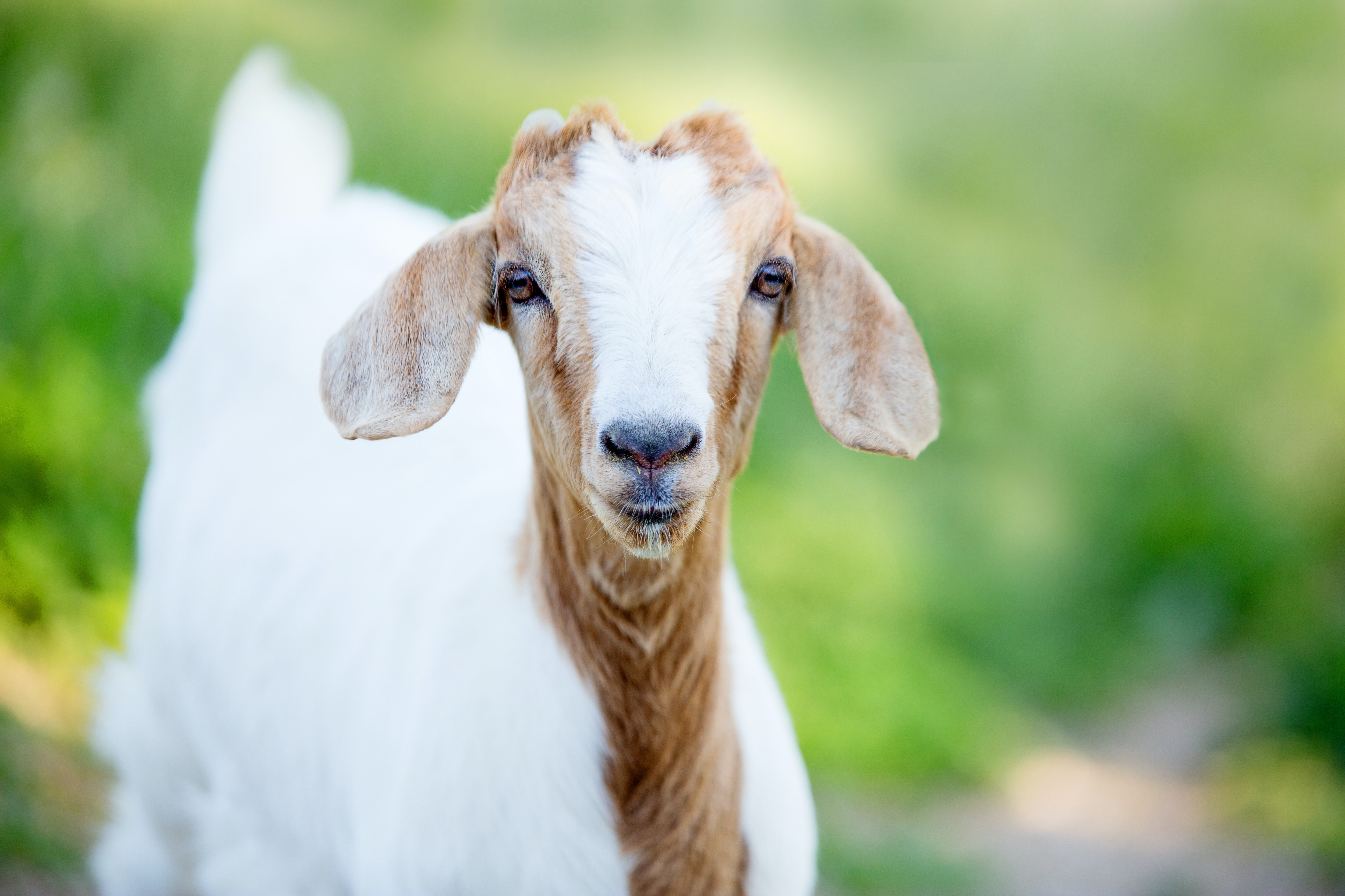 Selective Focus Photography White And Brown Goat · Free