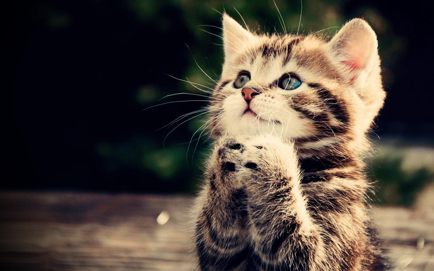 Small Kitten Wallpaper