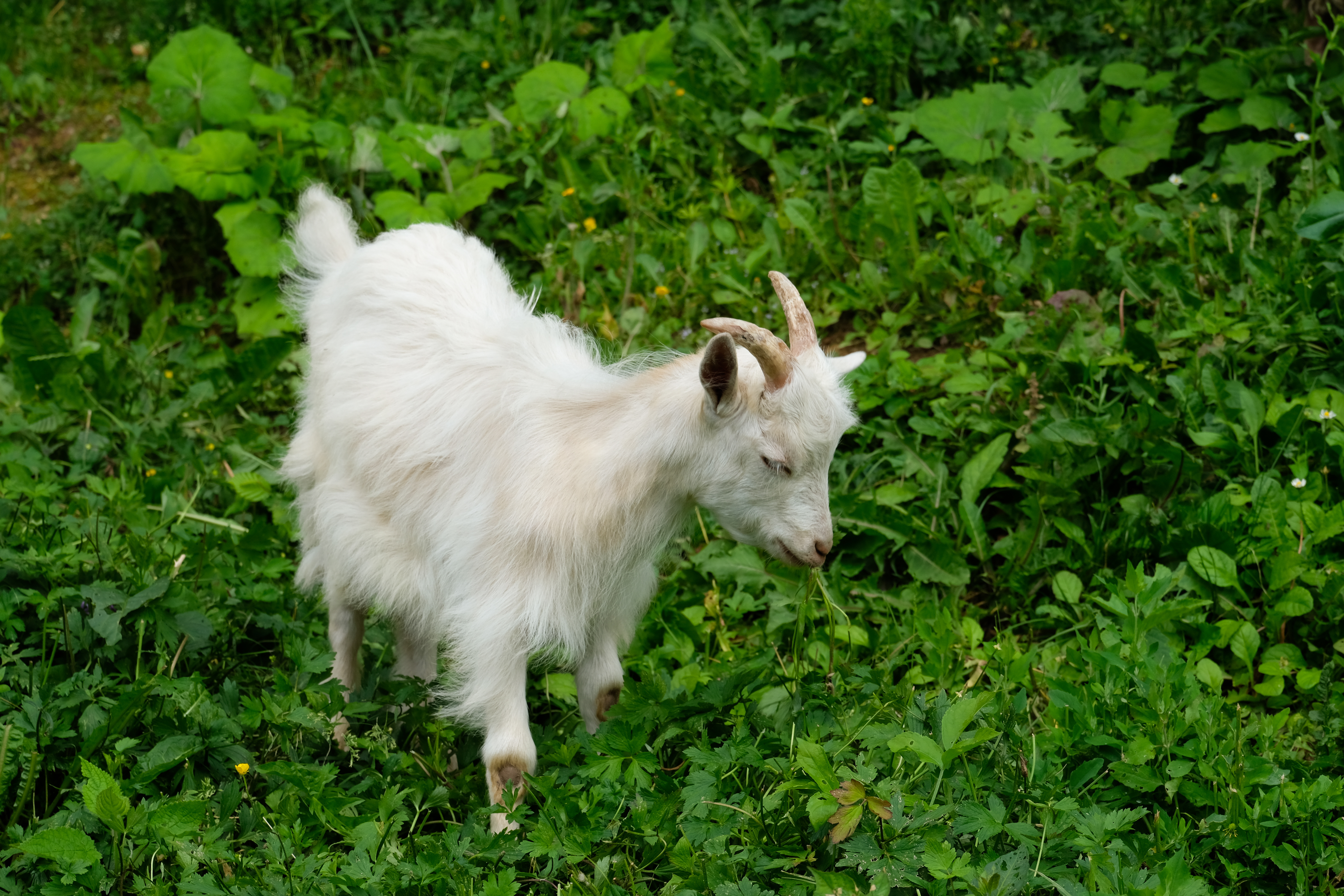 White Goat Eating on a Green Field Photo. Download free image from Mystock