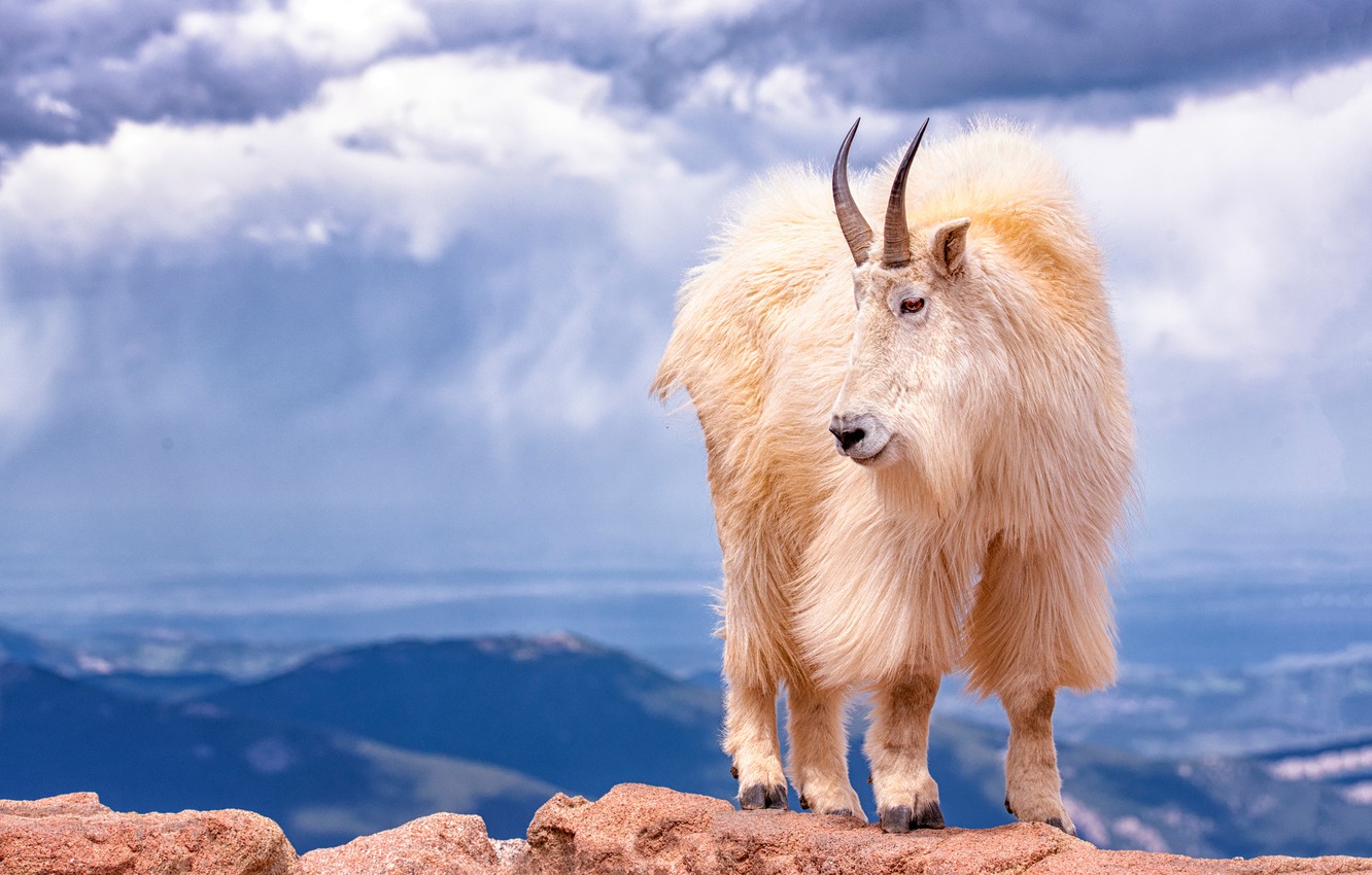 White Goat Wallpapers - Wallpaper Cave