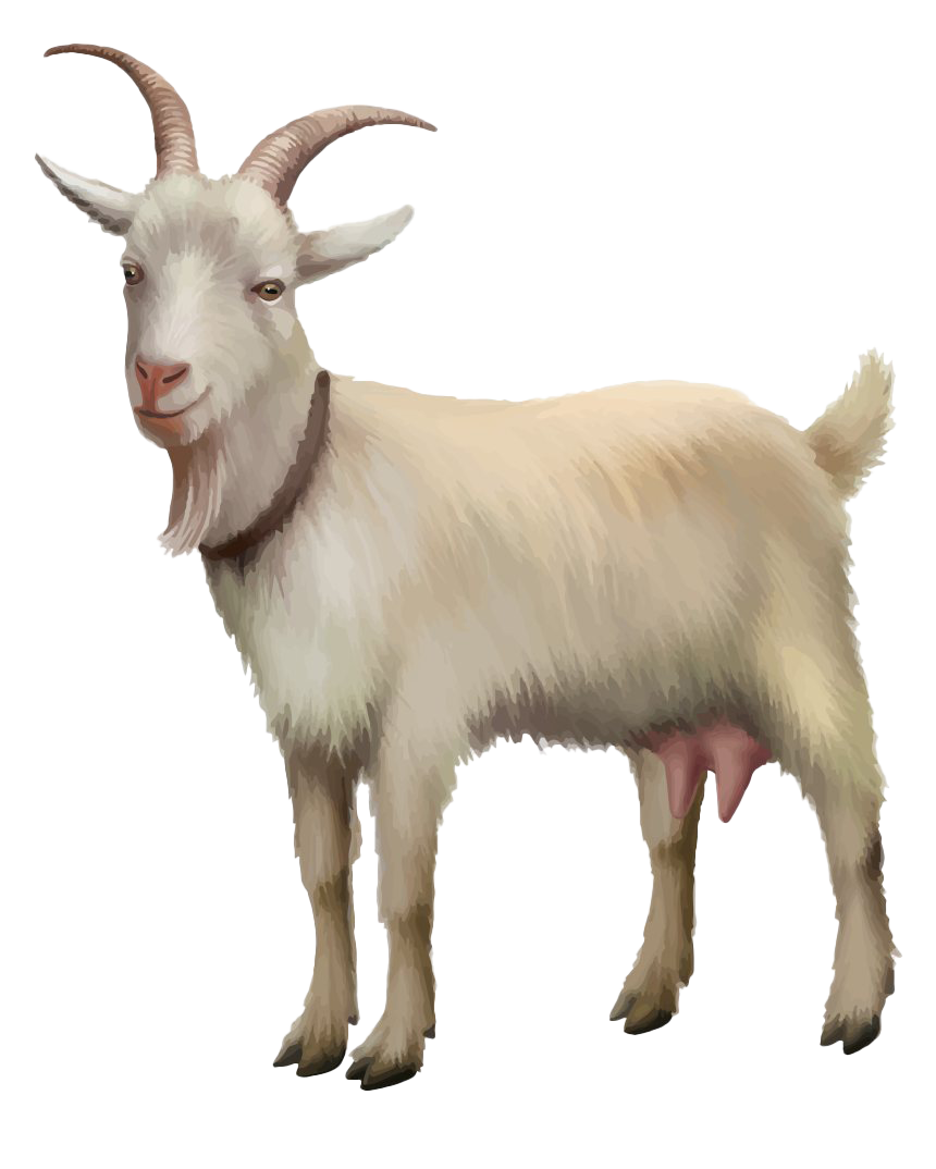Download Photo White Goat Free HQ Image HQ PNG Image