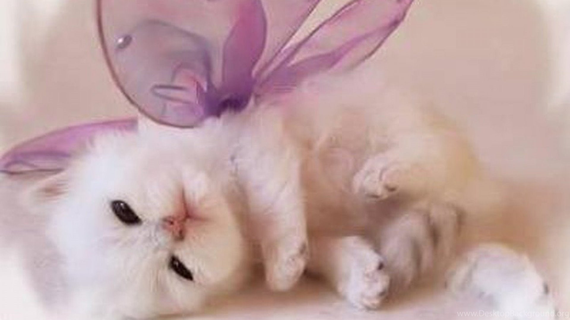 Cute Kitty HD Wallpaper Desktop Background