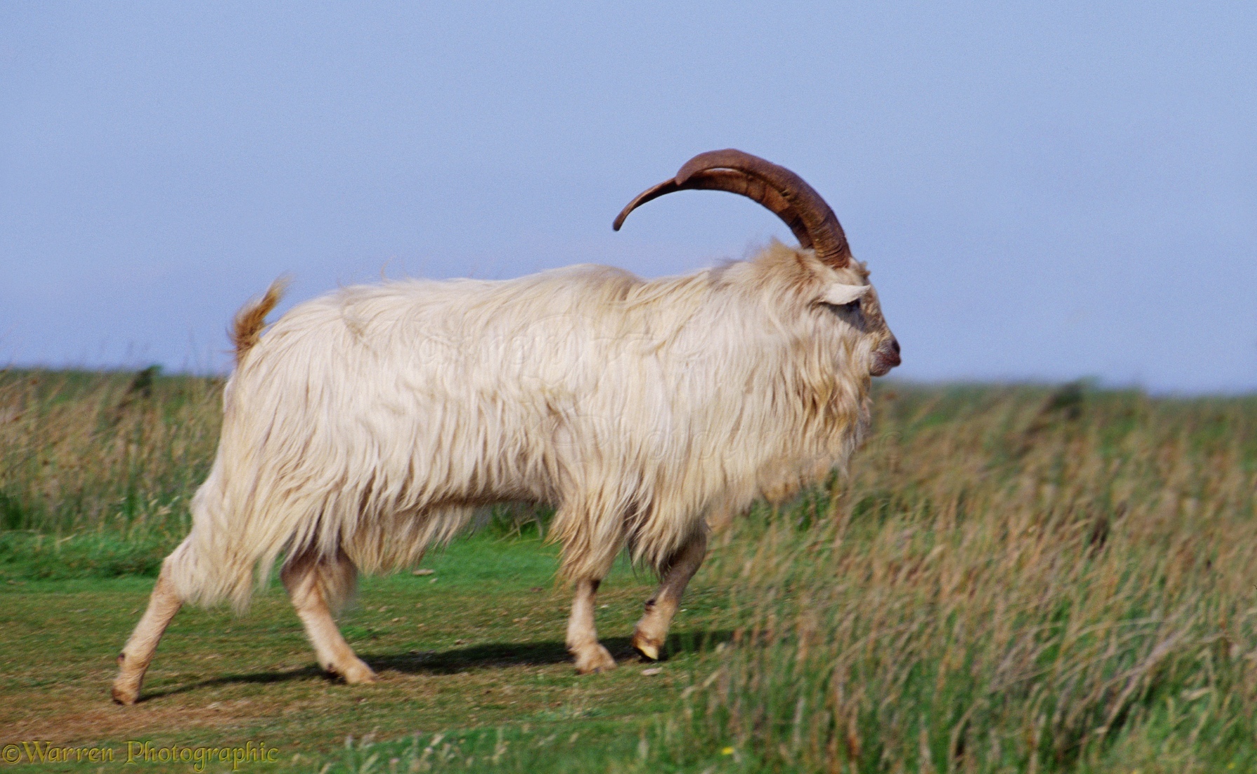 Free photo: White Goat, Farm, Goat