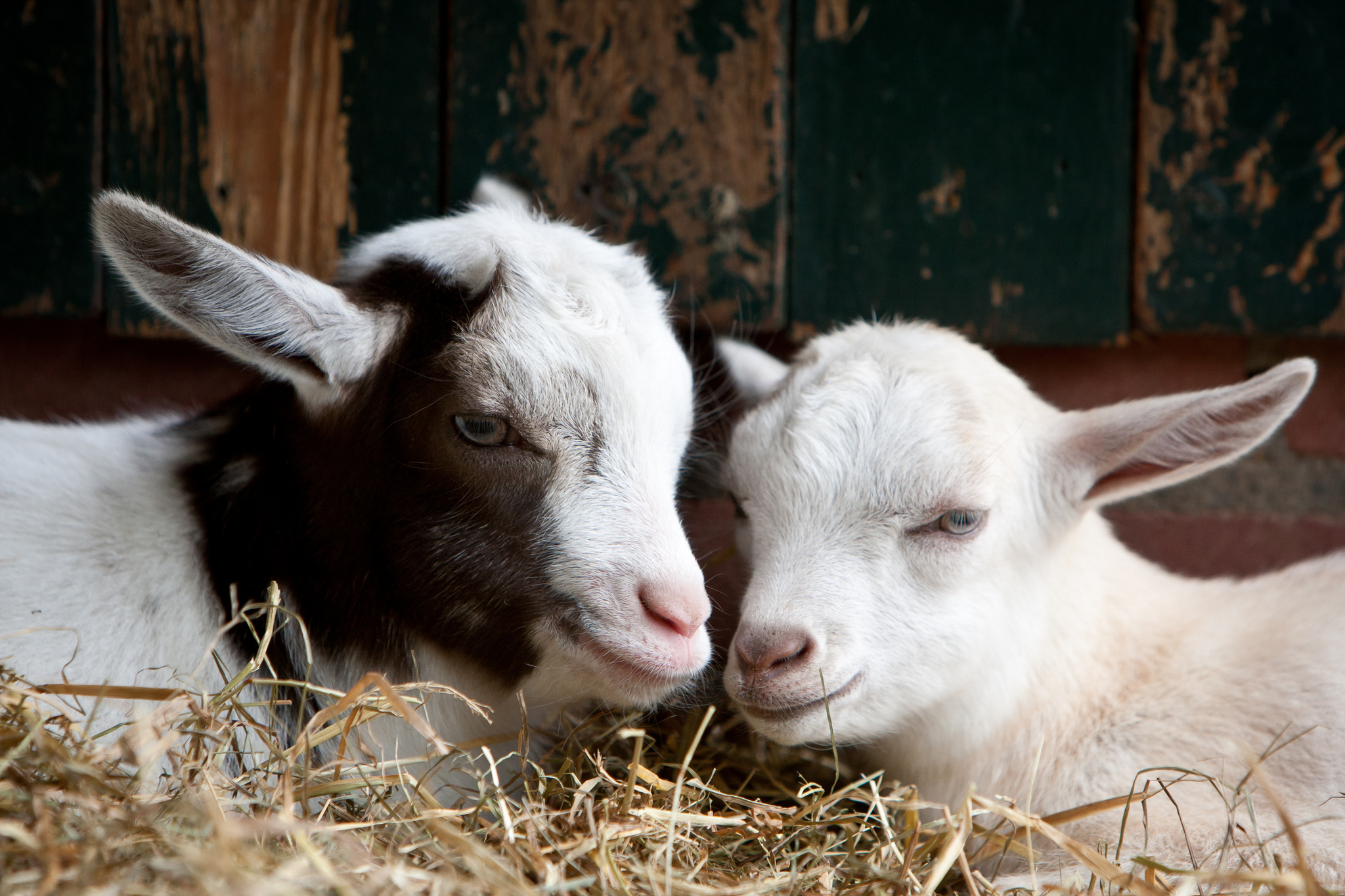 Free photo: White Goat Couple, Goat, Two