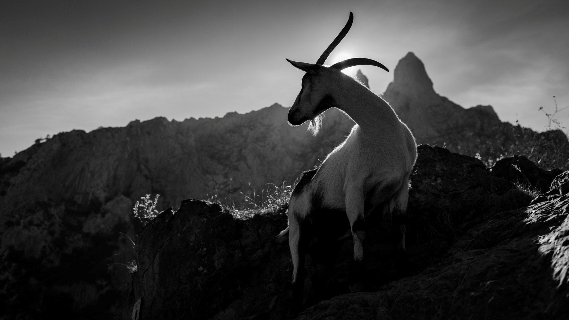 Goat Wallpaper