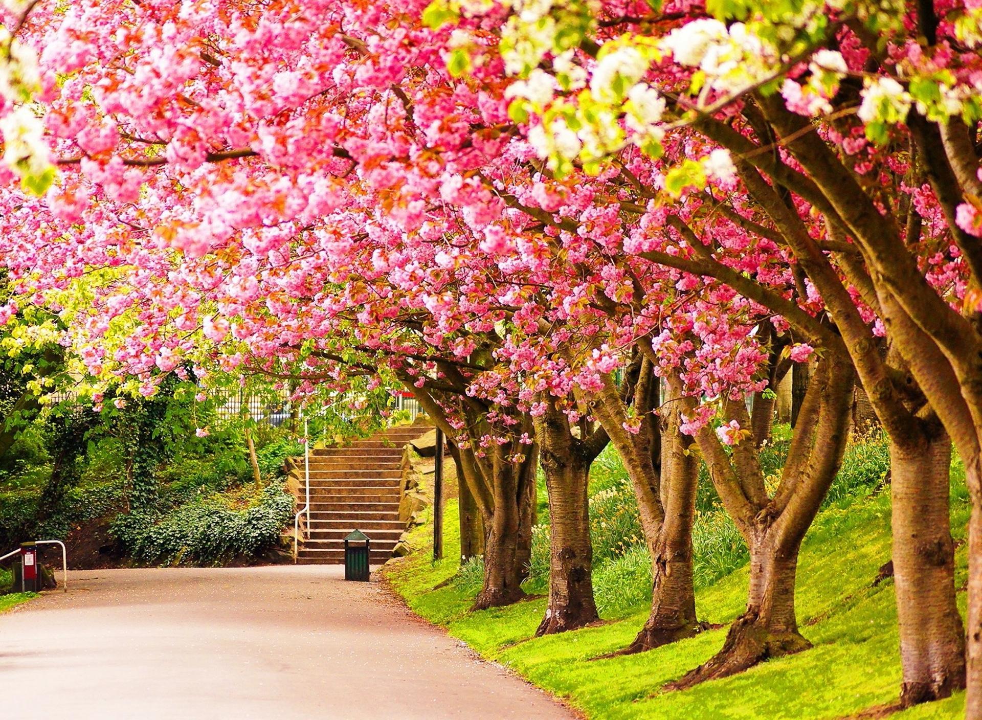 Spring walk in the park cherry tree