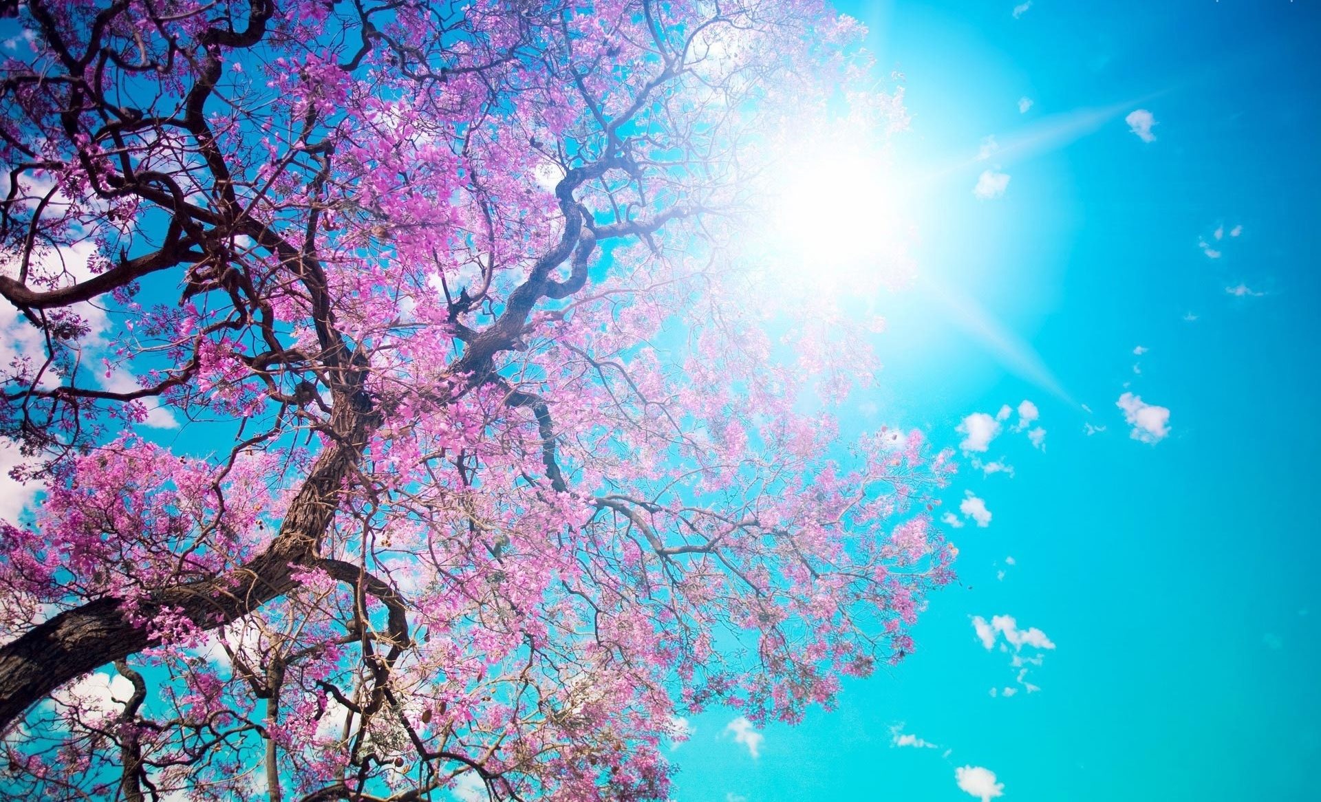 Spring Tree Wallpaper [1920x1166]